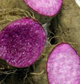 紫山药蓉沙馅料